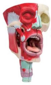 鼻、口、咽喉腔分解模型